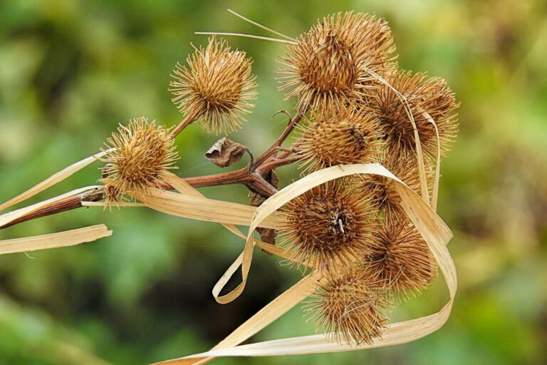 O que é Biomimética e como aplica-la no Design